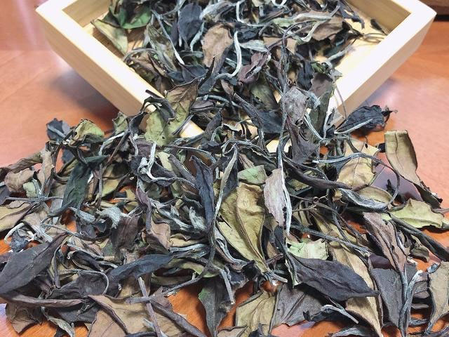 白茶产业观察:从“墙内开花”到国际爆红的底层逻辑 白茶产业观察:从“墙内开花”到国际爆红的底层逻辑